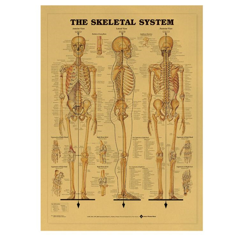 Home Decor Indonesia - Vintage o sistema esquelético cartaz médico