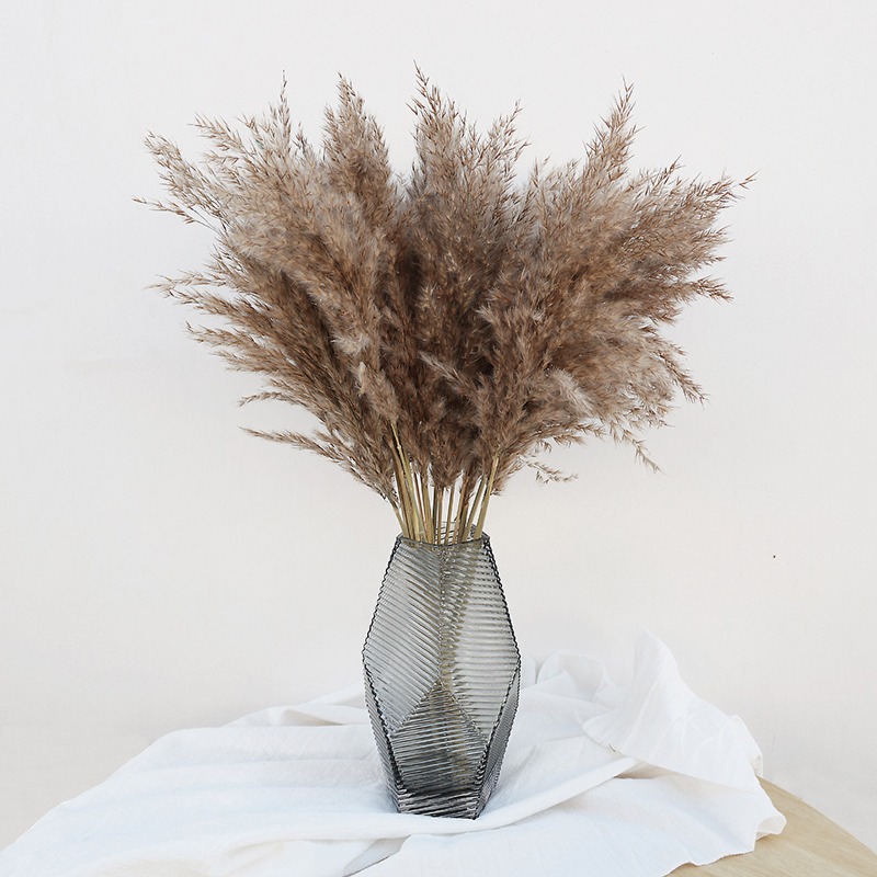 Pampas Grass Decor - 10 Peças de Capim-dos-Pampas Colorido Natural